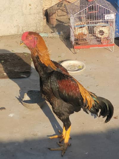 Shamu male and female pair