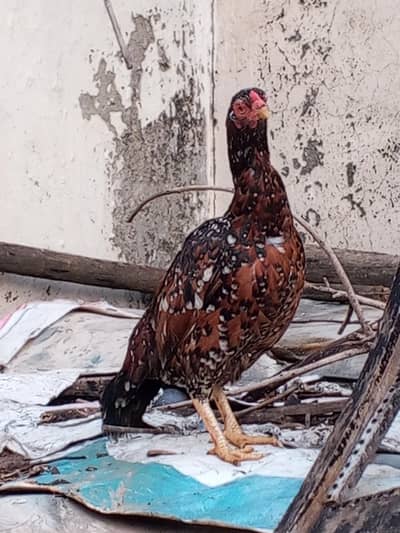 میانوالی اصیل مرغی فار سل ہے