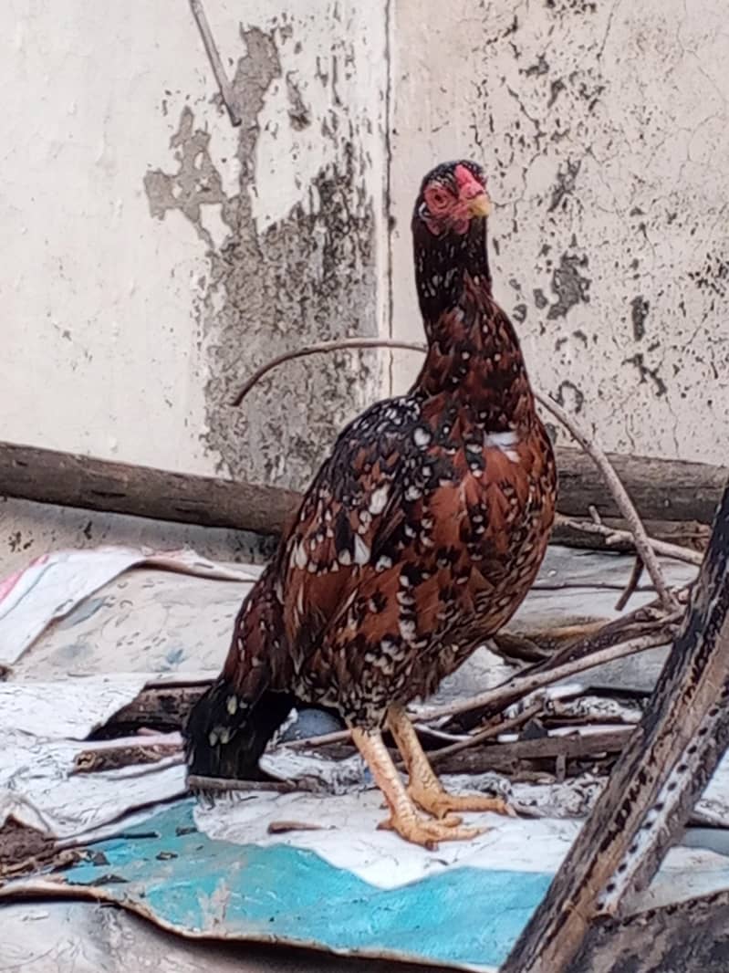 میانوالی اصیل مرغی فار سل ہے 0