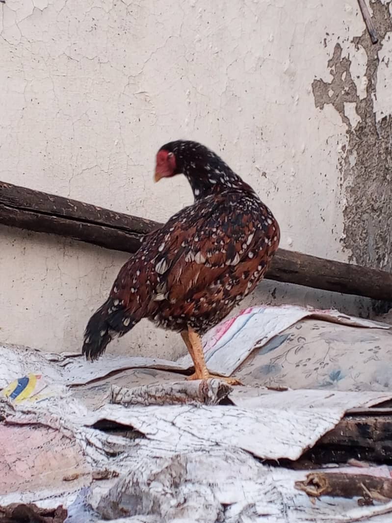 میانوالی اصیل مرغی فار سل ہے 1