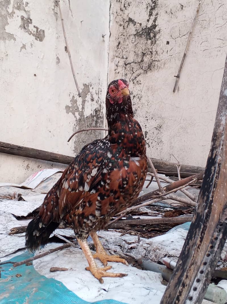 میانوالی اصیل مرغی فار سل ہے 2