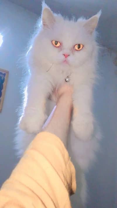 bread k lya ready ha