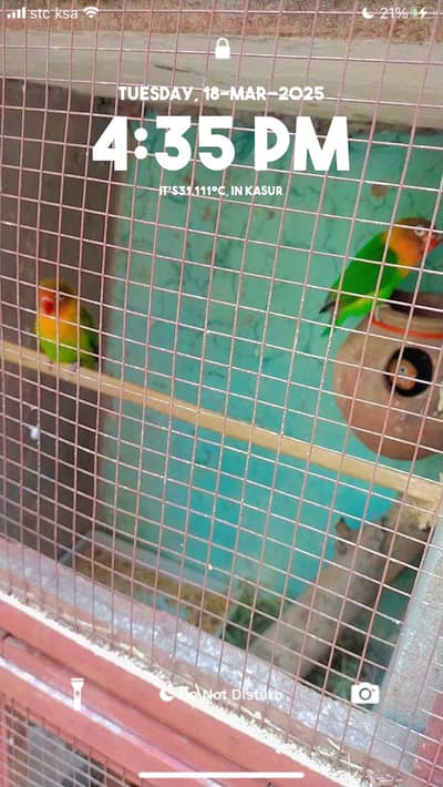 green fisher split blue lovebirds pair