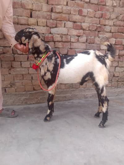 Desi bakra healthy active   03494586623