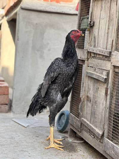 Blue German Shamo male