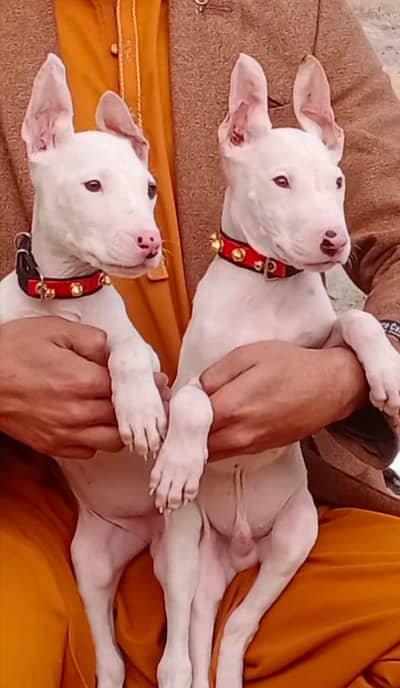 Kohati Gultair Dog For Sale / Kohati Gultair Pair