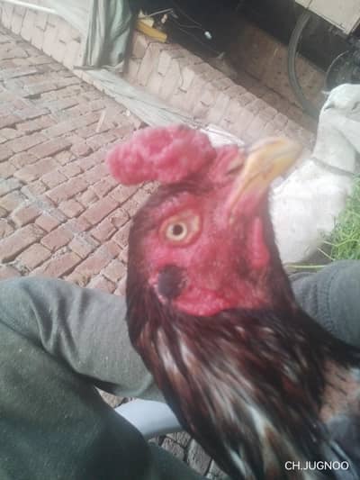 urgent selling only series person contact me