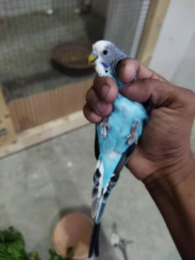 Young male Budgie parrot available for sale