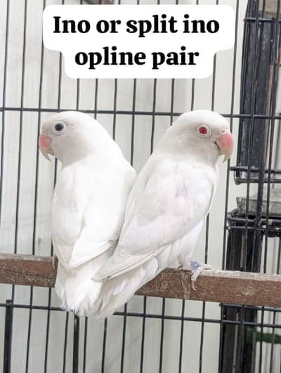 Bredar piar only call 03006609058