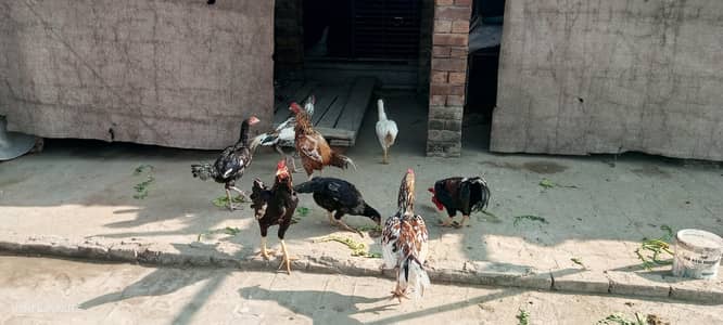 home breed lasani mushka,heera and bangum cross for sale urgent cal