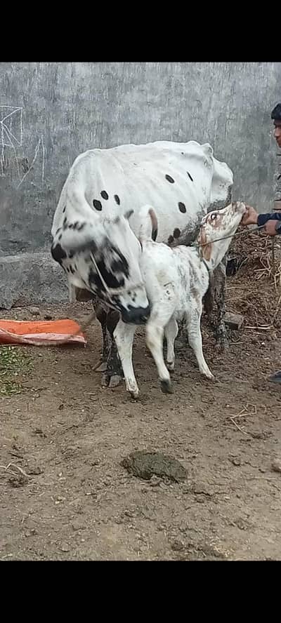 cow for sell