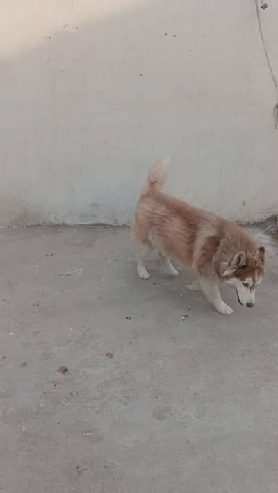 brown&white Siberian husky