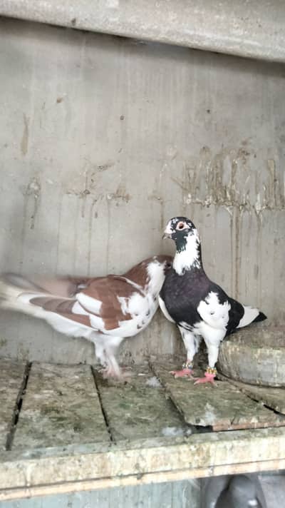 Breeding pairs Location: Surjani KDA