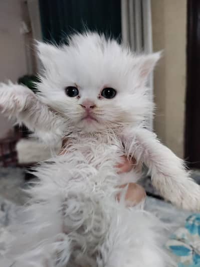 persian three kittens