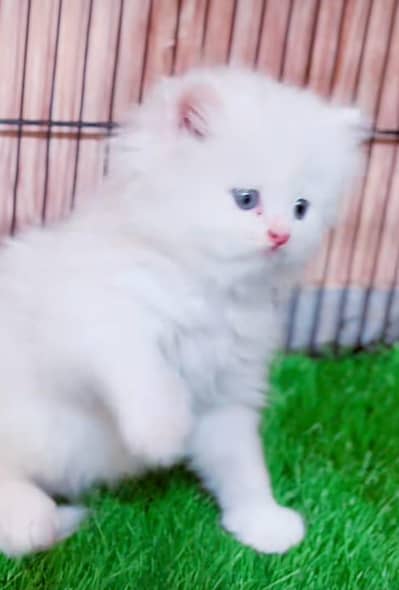 cat beautiful information my WhatsApp 0323=========3415=========963