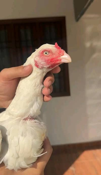 heera 2 hens [0306-1488325]