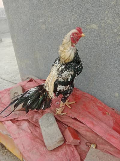 Aseel and Bantam Pairs