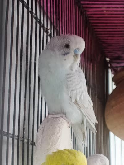 Australian parrot male or female