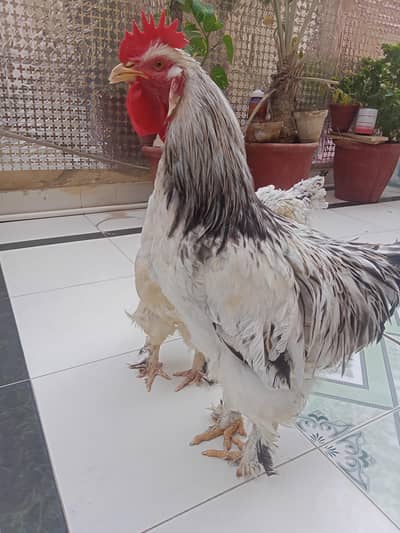 burhaman male and female