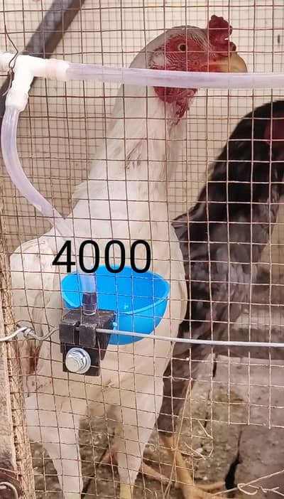 Aseel pair and pathay for sale 03297215879