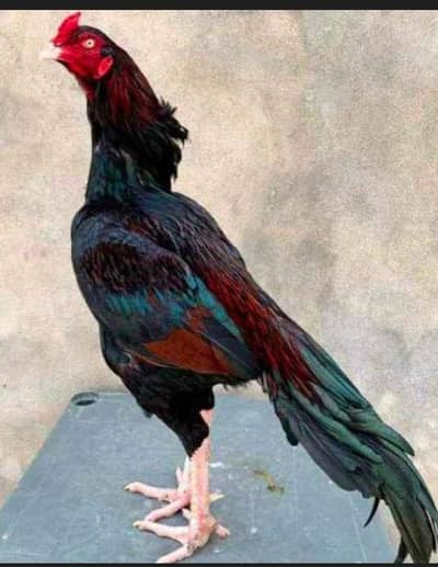 High bloodline old Mianwali breed