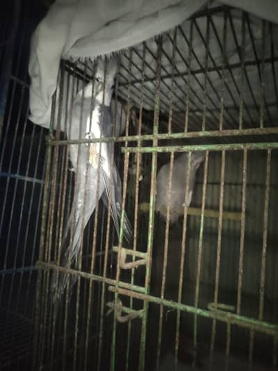 cockatiel pair available