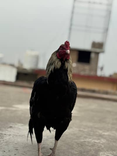 pure aseel miawali full kandeel