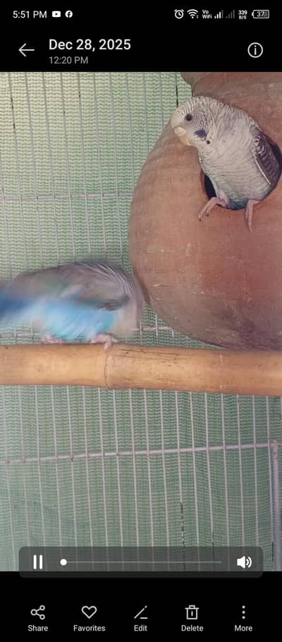 Top quality Budgies, Black wing & black face pairs