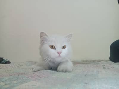 Persian cat triple coat