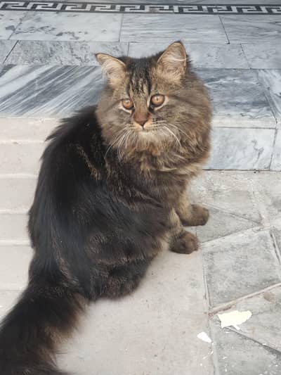 Beautiful Brown Tabby Domestic Longhair Cat