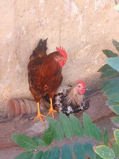 Healthy Organic Male Rooster Hen