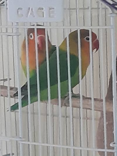 love bird pair