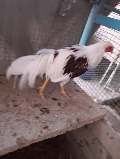 Yokohama males available