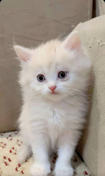 Persian Kittens | Persian Cat | Triple coated kittens / cat For sale