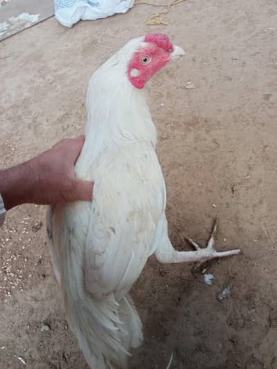 aseel paper white murga