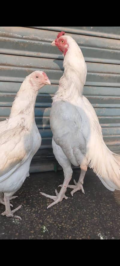 aseel Heera papar white breeder pair