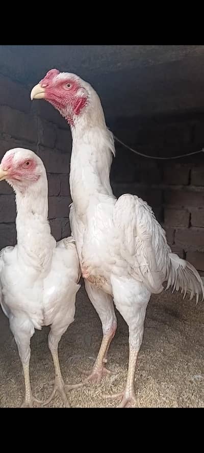 Pair Shamo pure paper white