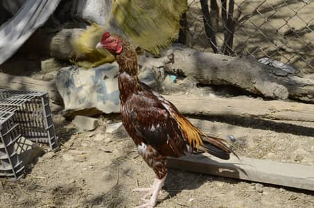 Peela phatta for sale