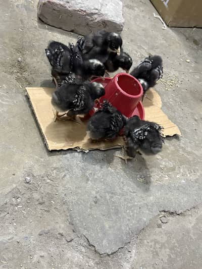 Ply mouth / Playmouth / plymouth rock / playmouth rock / chicks /pathy