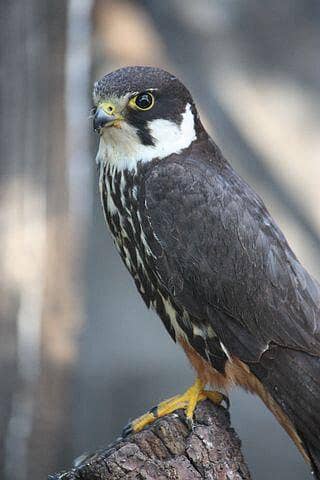 hobby bird