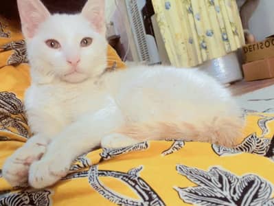 Semi Persian male kitten for sale