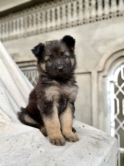 German shepherd dog puppies