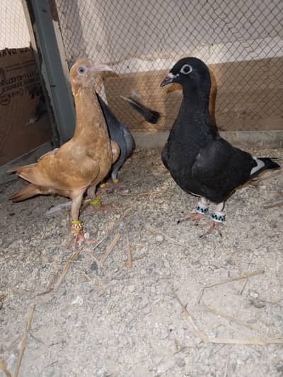 1 danish 2 qasid Rasar bacha