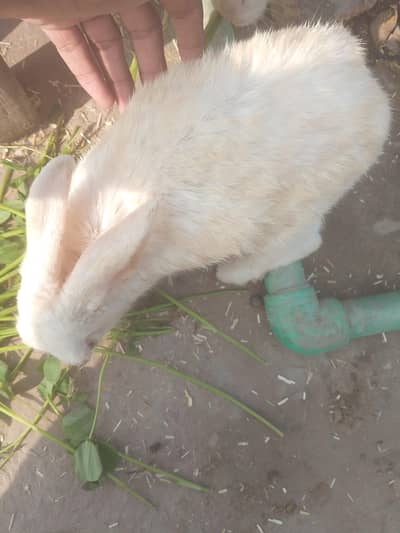 red eyes rabbit female