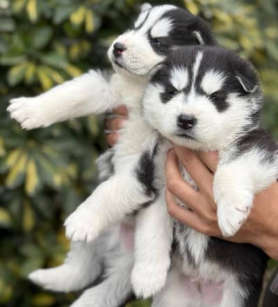 husky puppies for sale check monthCall WhatsApp 03437489880