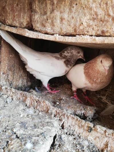 Lakha pair ustad munir sanyayre sadaray waly k gr ka.