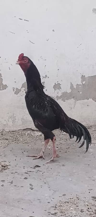 Aseel murga hen for sale