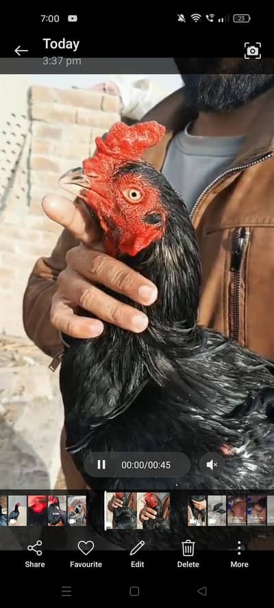 pure lasani mushki breed