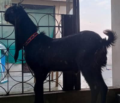 Pure pattare and Kamori Males for Sell