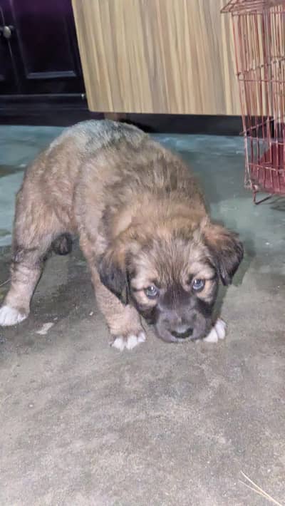 Golden Retriever puppy.